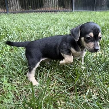 Enlarge Murph, a ADOPTABLE mixed breed in Midlothian, VA image 4/5