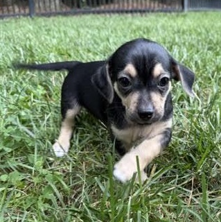 Murph, ADOPTABLE, Puppy Male Chihuahua.