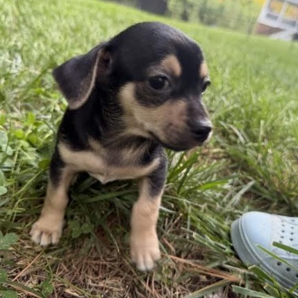 Enlarge Murph, a ADOPTABLE mixed breed in Midlothian, VA image 2/5