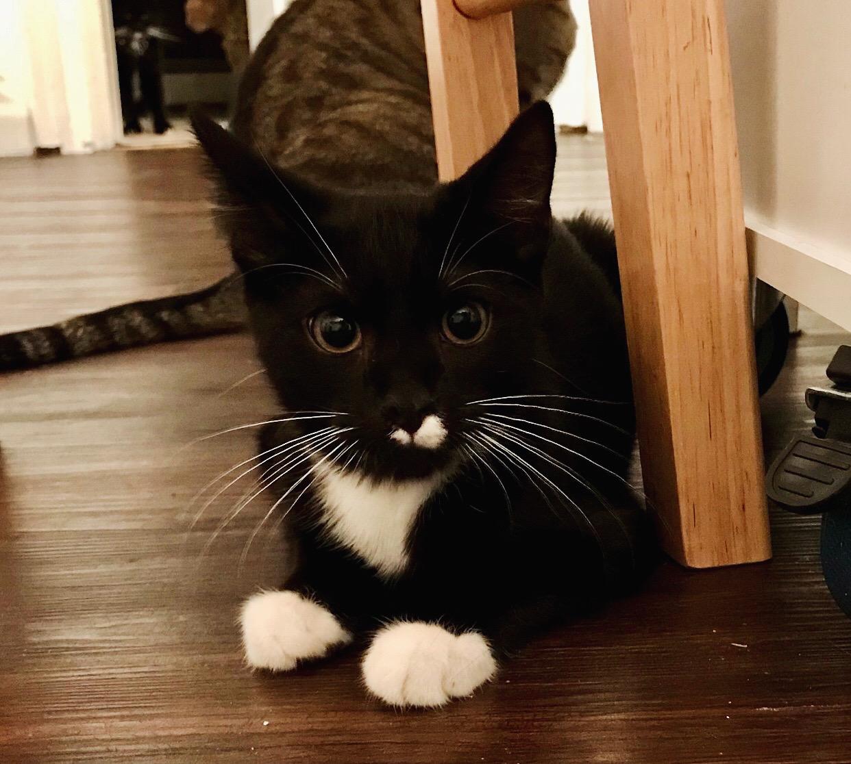 Enlarge Boots, an adoptable American Shorthair in Bennington, VT image 1/1