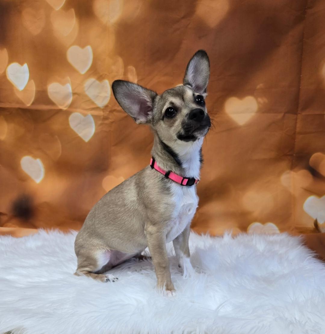 Franny, adoptable, Puppy Female Chihuahua & Mixed Breed.