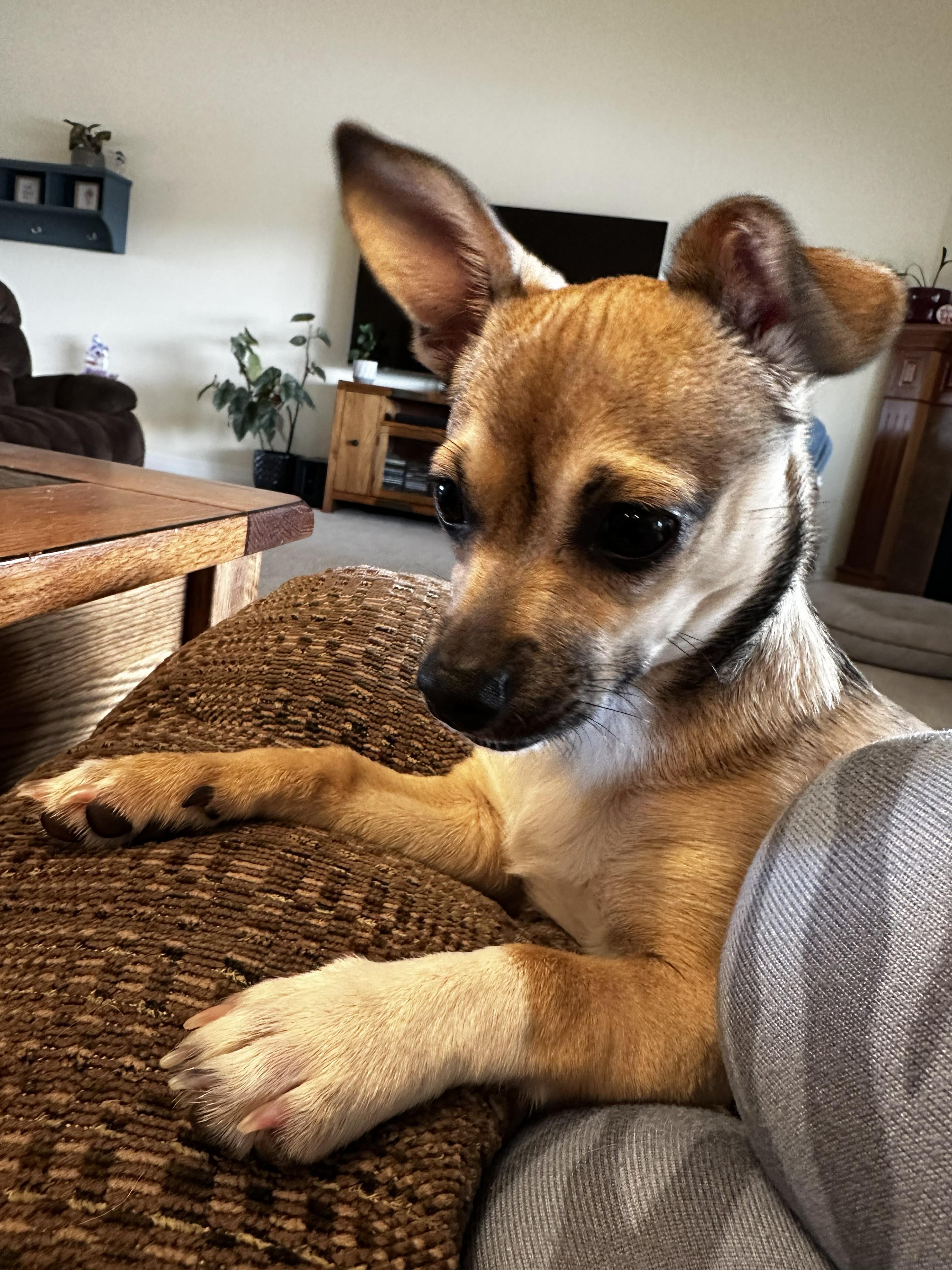 Franny, an adopted mixed breed in Union Gap, WA image 1/4