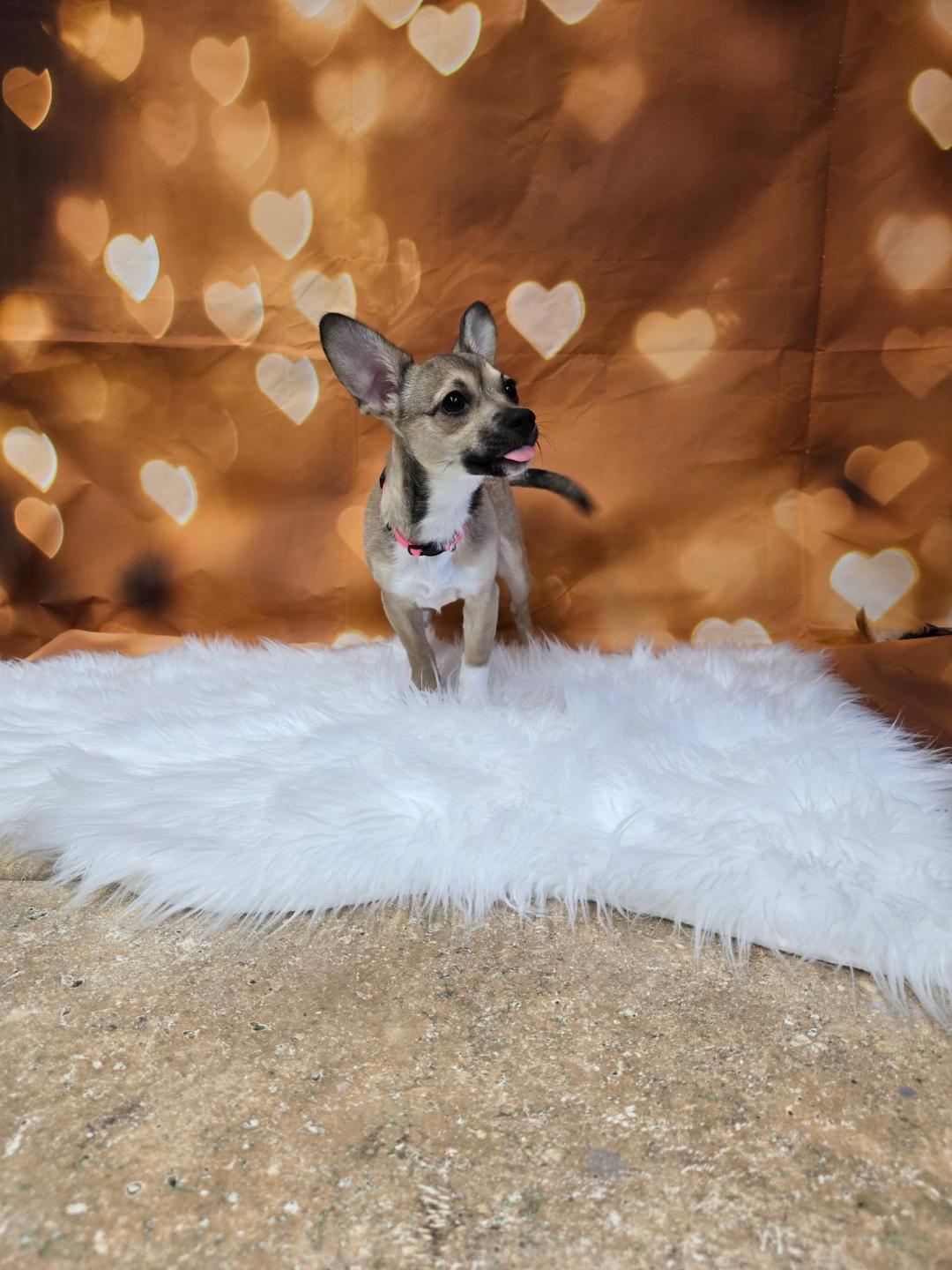 Franny, an adopted mixed breed in Union Gap, WA image 3/4