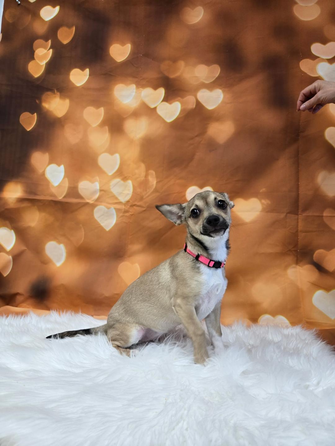 Franny, an adopted mixed breed in Union Gap, WA image 4/4