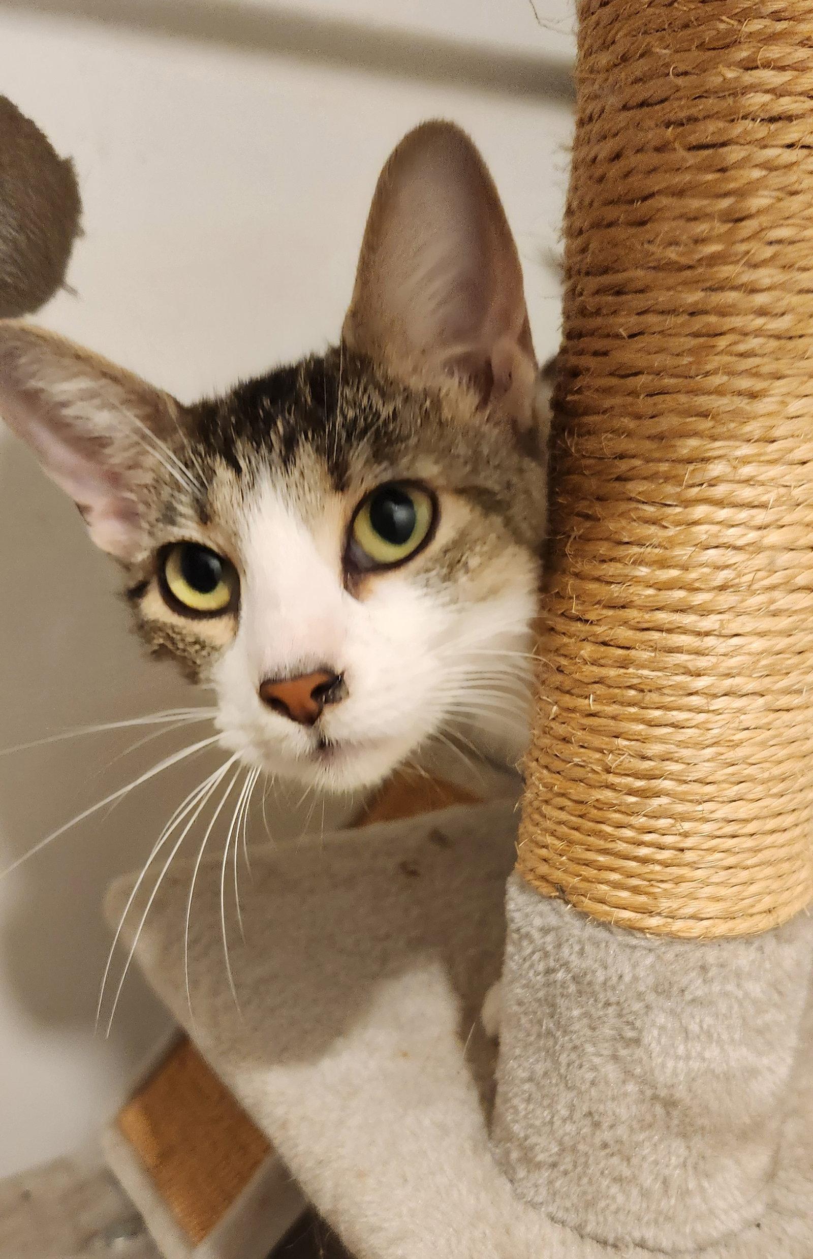 Moana, a Adoptable Domestic Short Hair in Clinton, OK image 1/2
