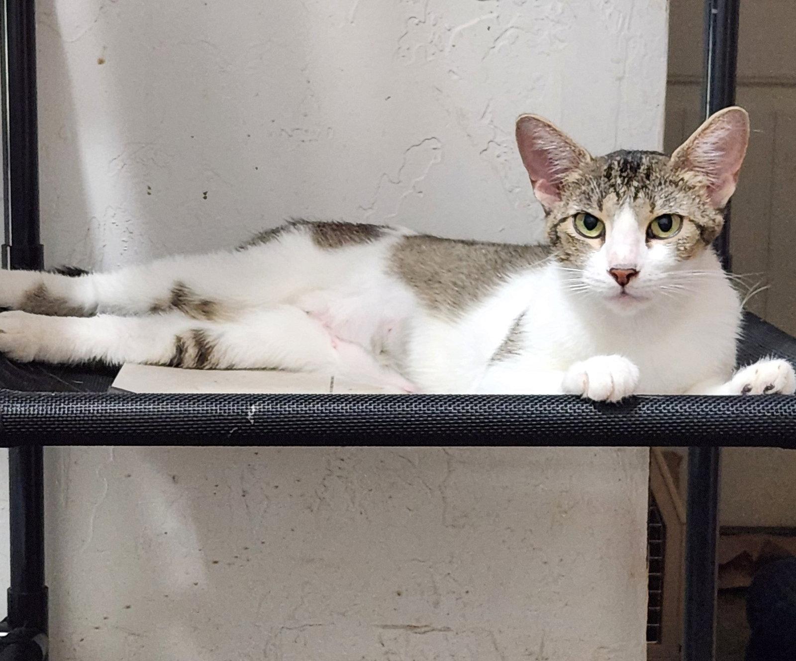Moana, a Adoptable Domestic Short Hair in Clinton, OK image 2/2