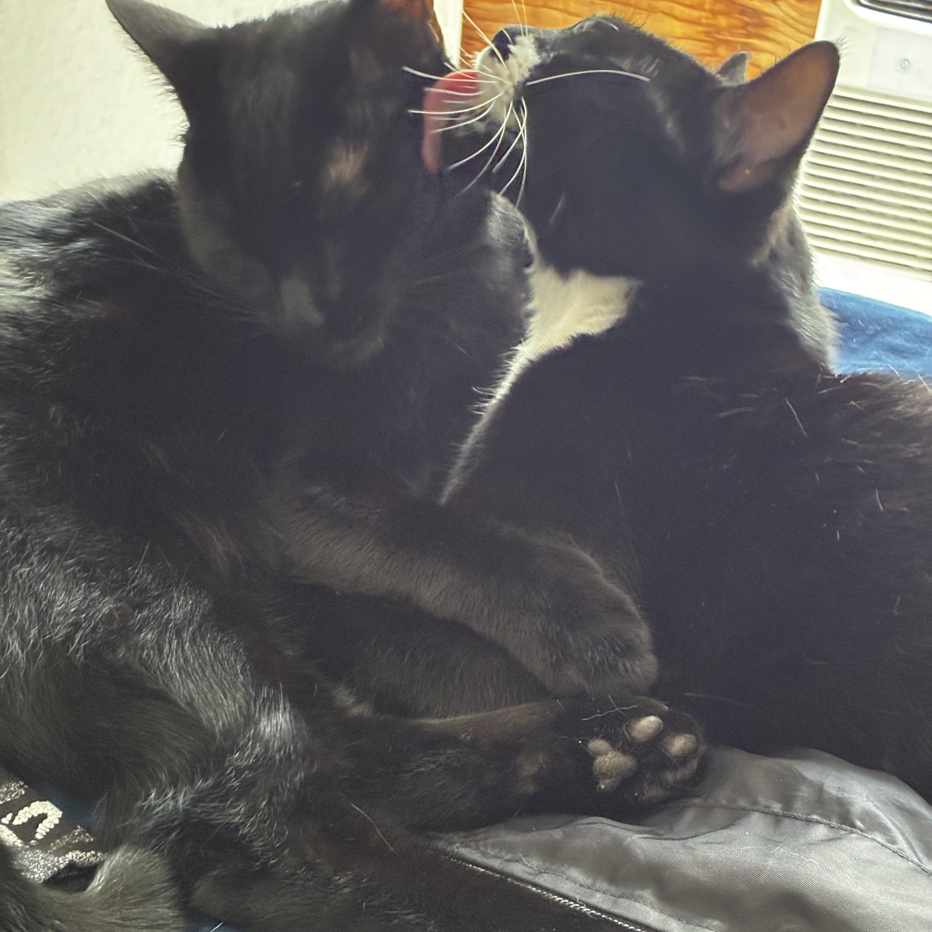 Spot (bonded with Lucky MRQ# G1-25-3), a Adoptable Domestic Short Hair in Orange, CA image 2/6