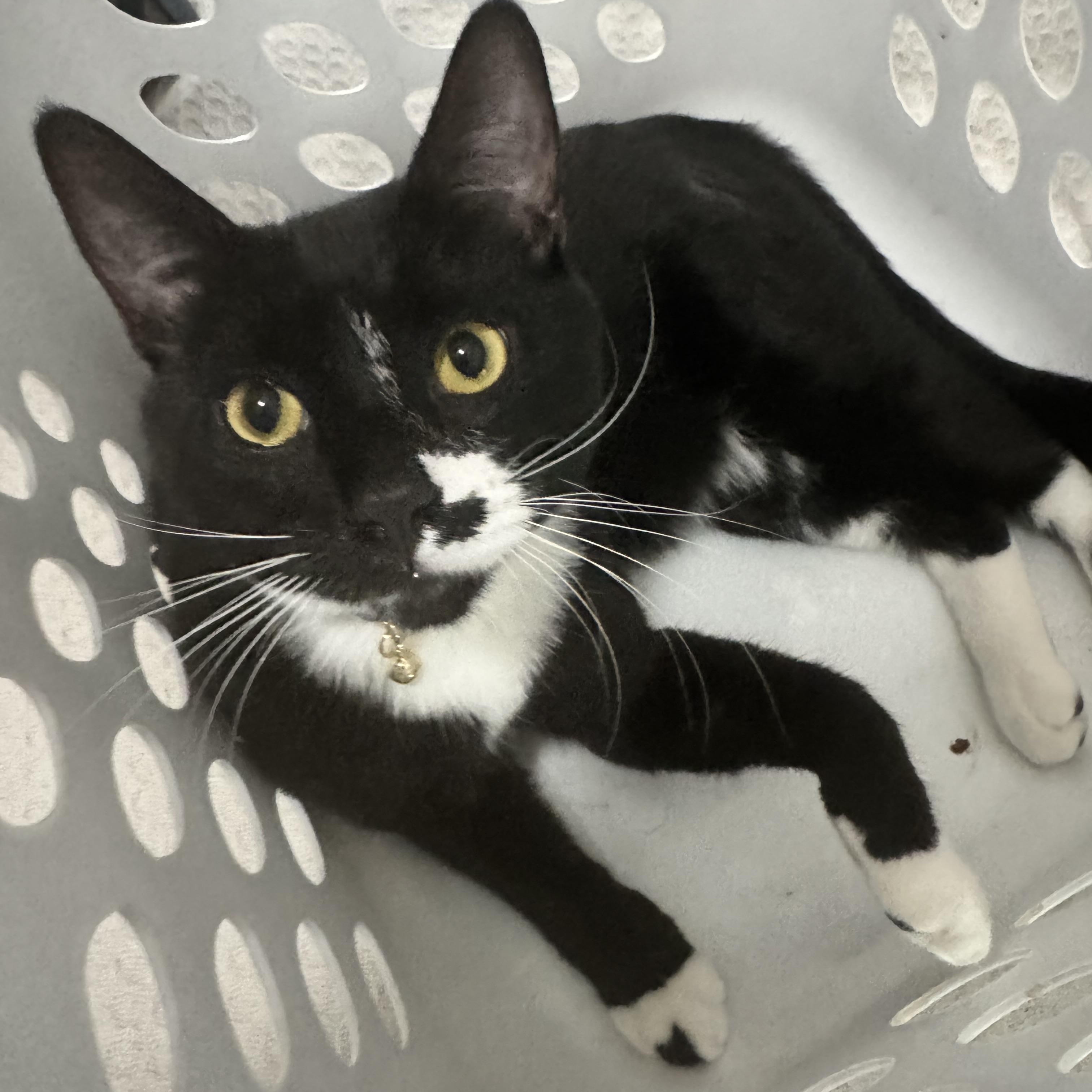 Spot (bonded with Lucky MRQ# G1-25-3), Adoptable, Young Male Domestic Short Hair.