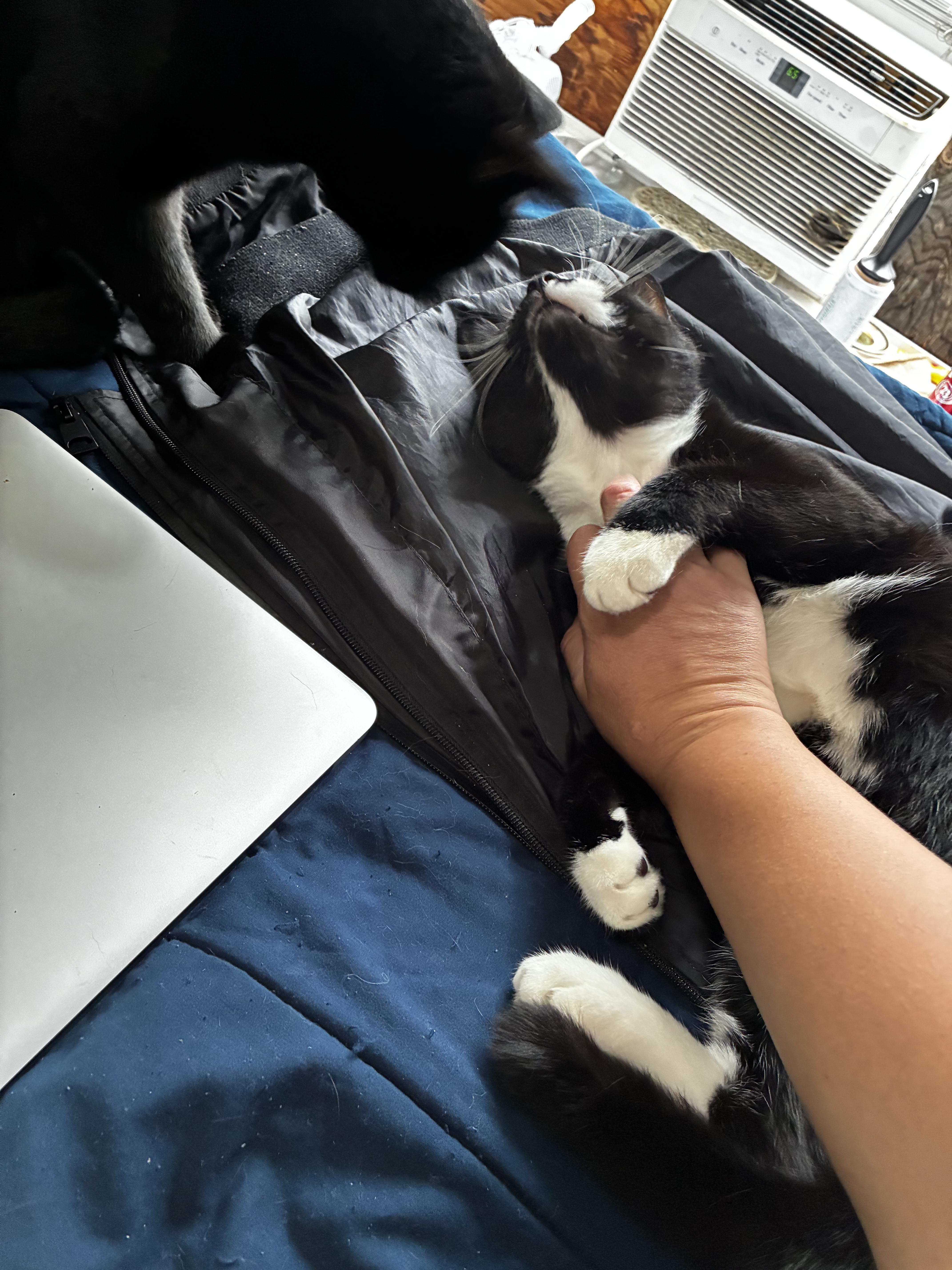 Spot (bonded with Lucky MRQ# G1-25-3), a Adoptable Domestic Short Hair in Orange, CA image 4/6