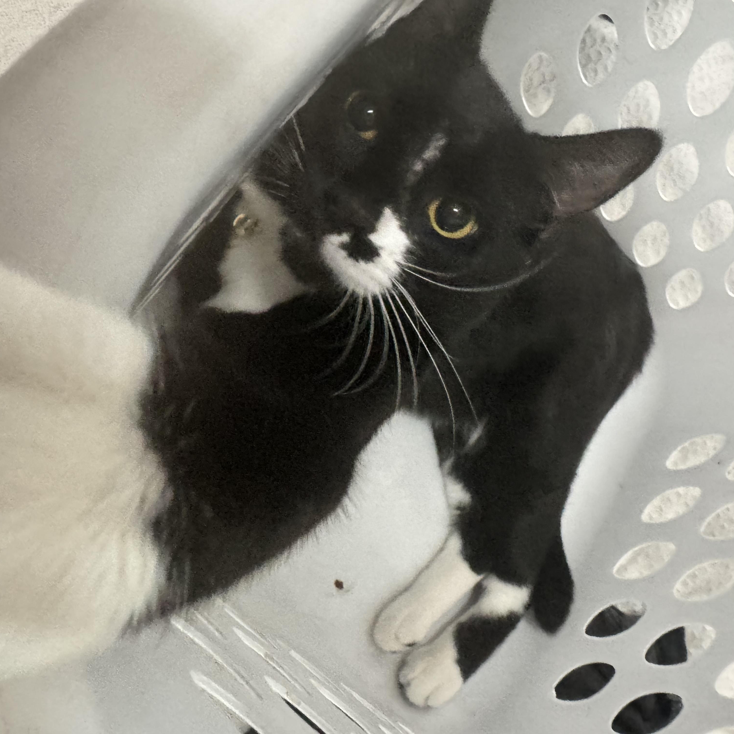 Spot (bonded with Lucky MRQ# G1-25-3), a Adoptable Domestic Short Hair in Orange, CA image 5/6