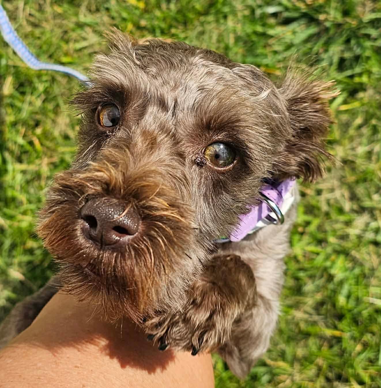 Ginger, an adopted Shih Tzu in Minooka, IL image 4/4