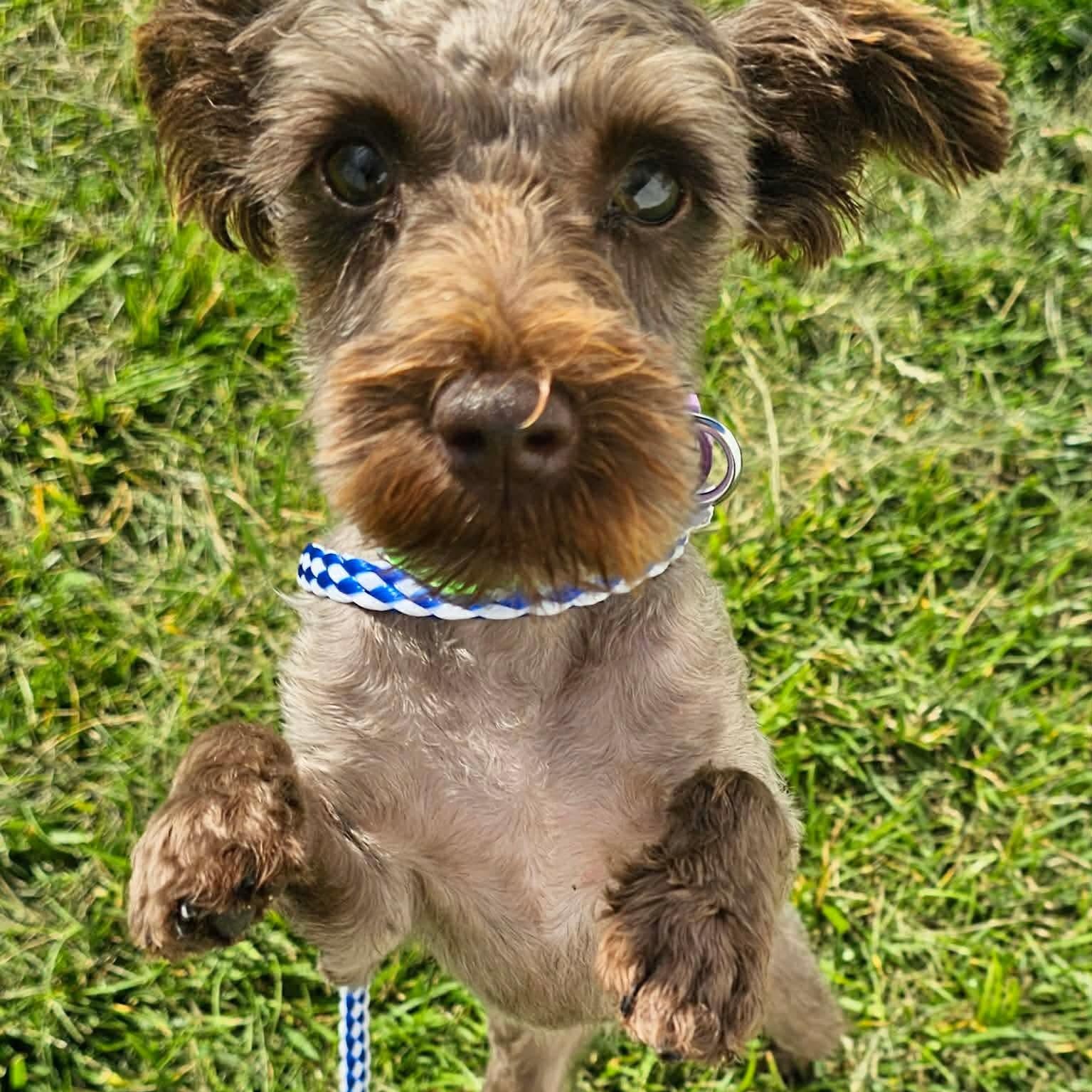 Ginger, an adopted Shih Tzu in Minooka, IL image 1/4