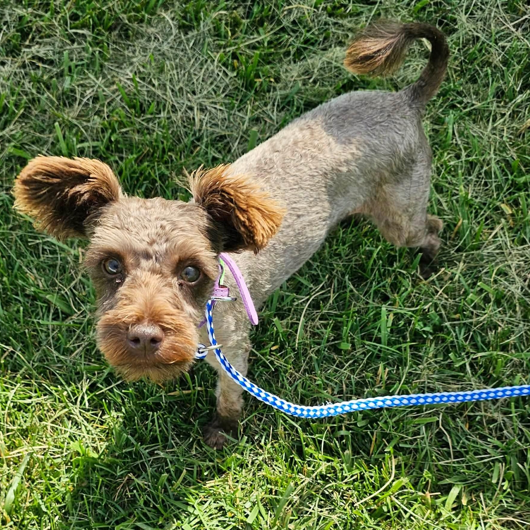 Ginger, an adopted Shih Tzu in Minooka, IL image 3/4