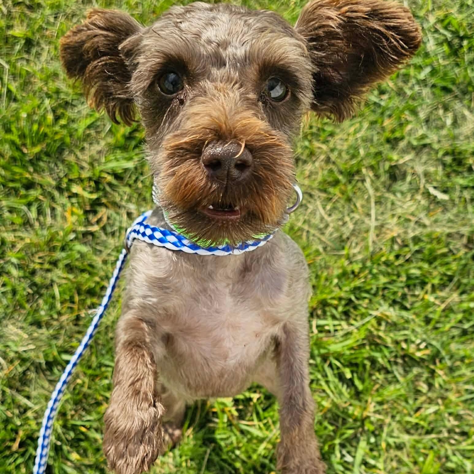 Ginger, an adopted Shih Tzu in Minooka, IL image 2/4