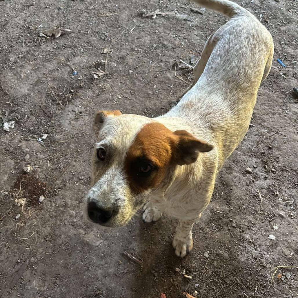 Wednesday, adopted, Young Female Cattle Dog.