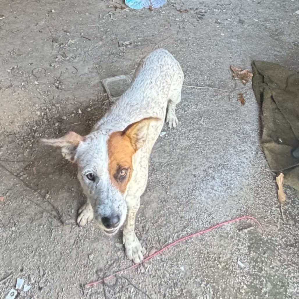 Enlarge Wednesday, an adopted Cattle Dog in West Plains, MO image 2/2