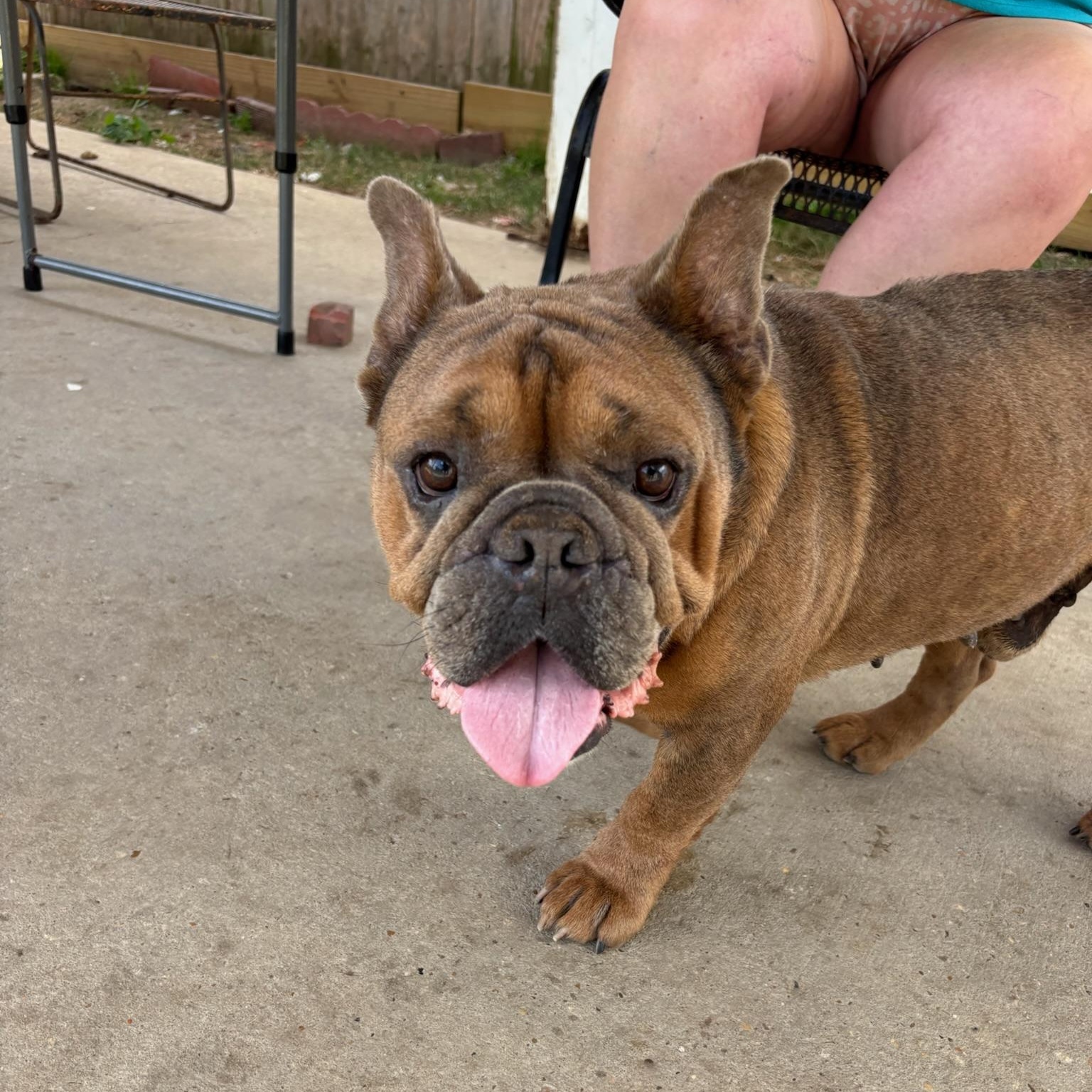 Enlarge Hagrid, a ADOPTABLE mixed breed in New Orleans, LA image 3/6