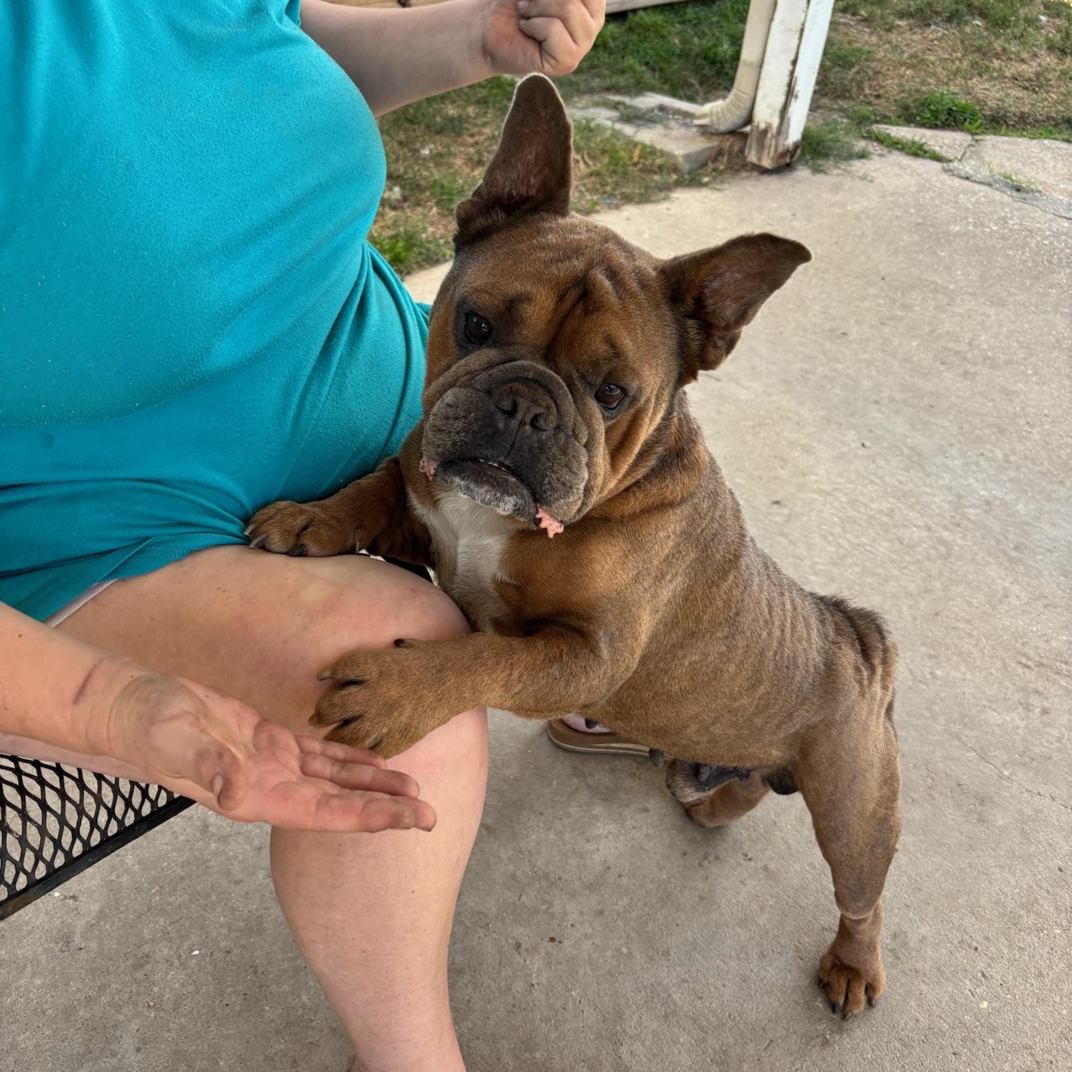 Enlarge Hagrid, a ADOPTABLE mixed breed in New Orleans, LA image 4/6
