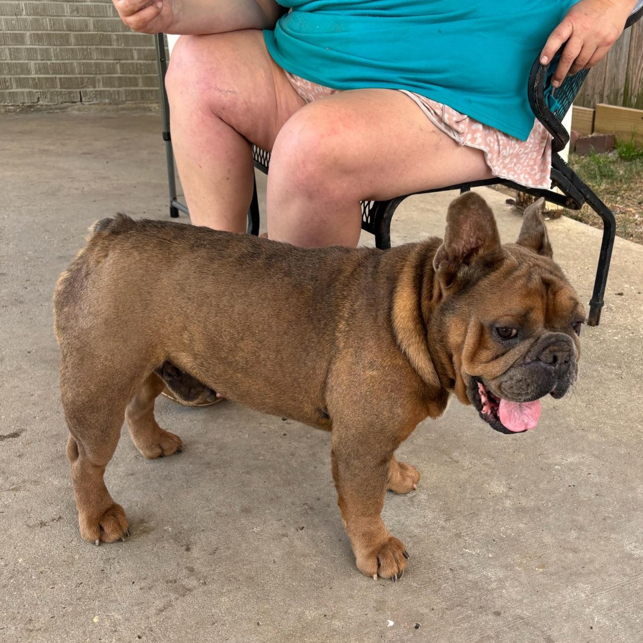 Enlarge Hagrid, a ADOPTABLE mixed breed in New Orleans, LA image 2/6