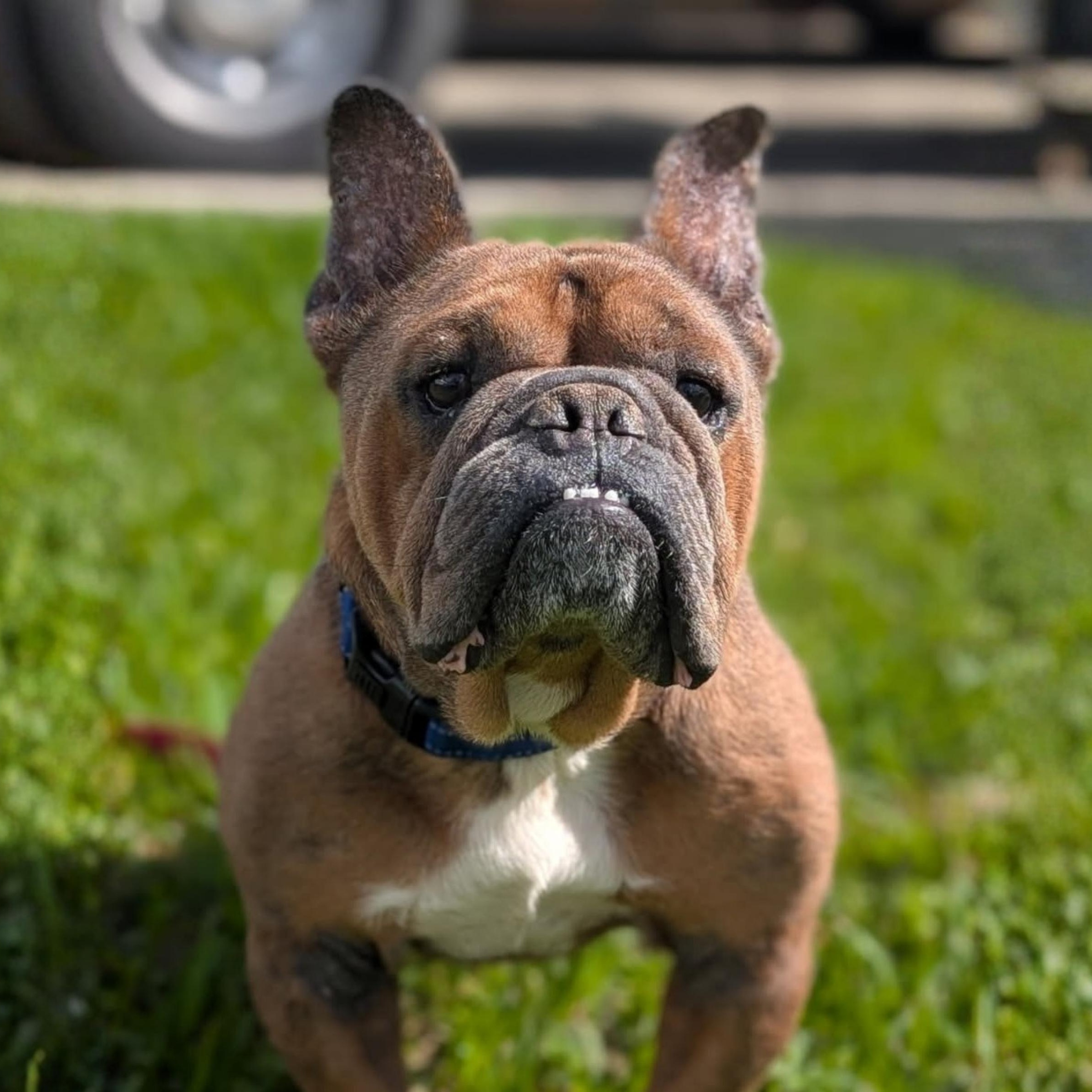 Hagrid, ADOPTABLE, Adult Male English Bulldog & French Bulldog.