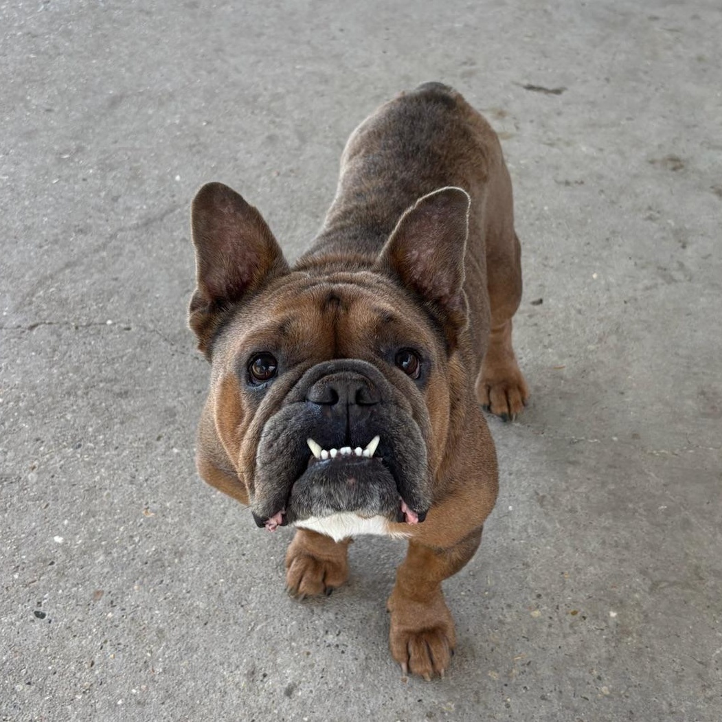Enlarge Hagrid, a ADOPTABLE mixed breed in New Orleans, LA image 1/6