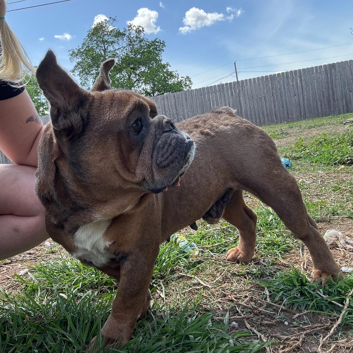 Enlarge Hagrid, a ADOPTABLE mixed breed in New Orleans, LA image 6/6