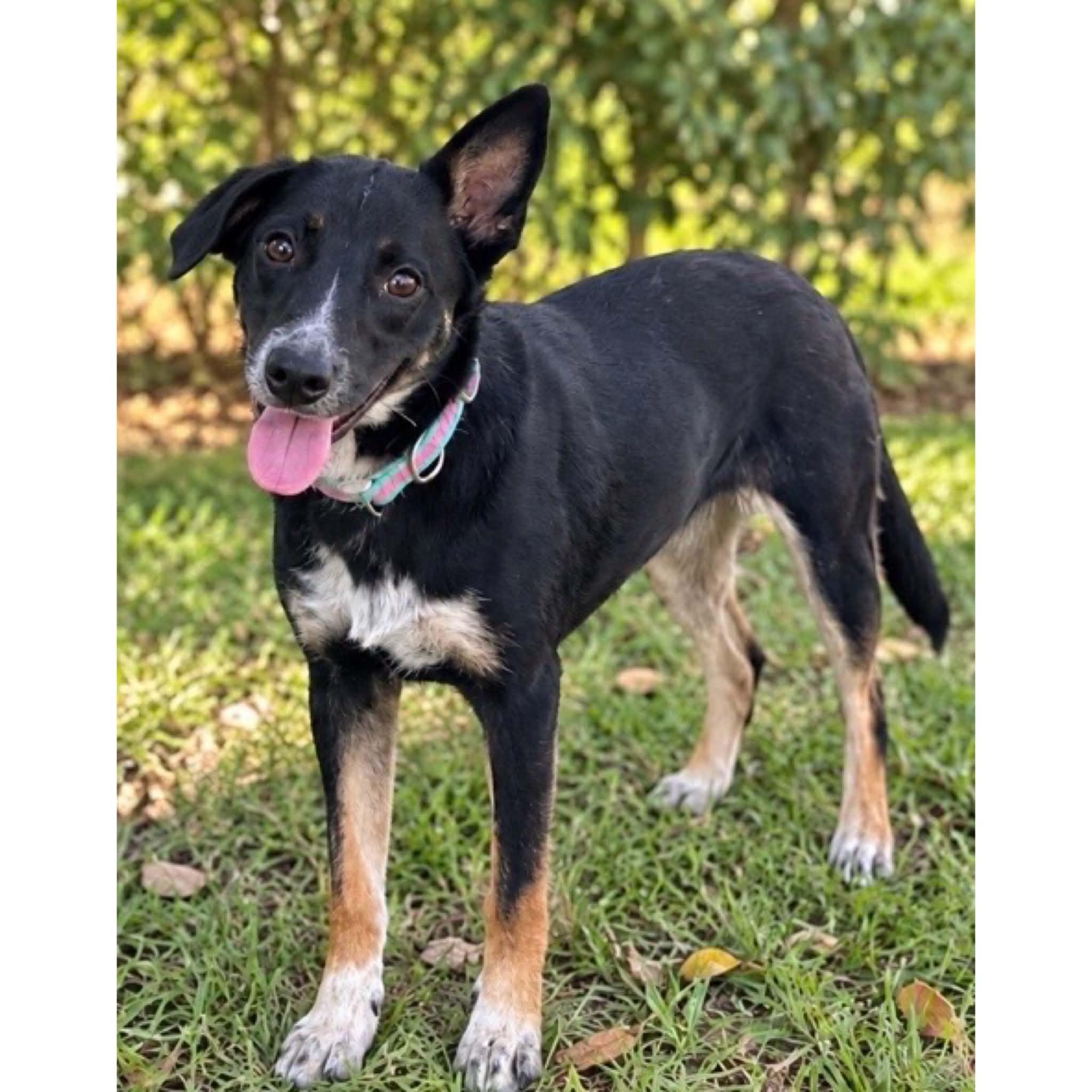 Willow, Adoptable, Young Female Bernese Mountain Dog & Labrador Retriever.