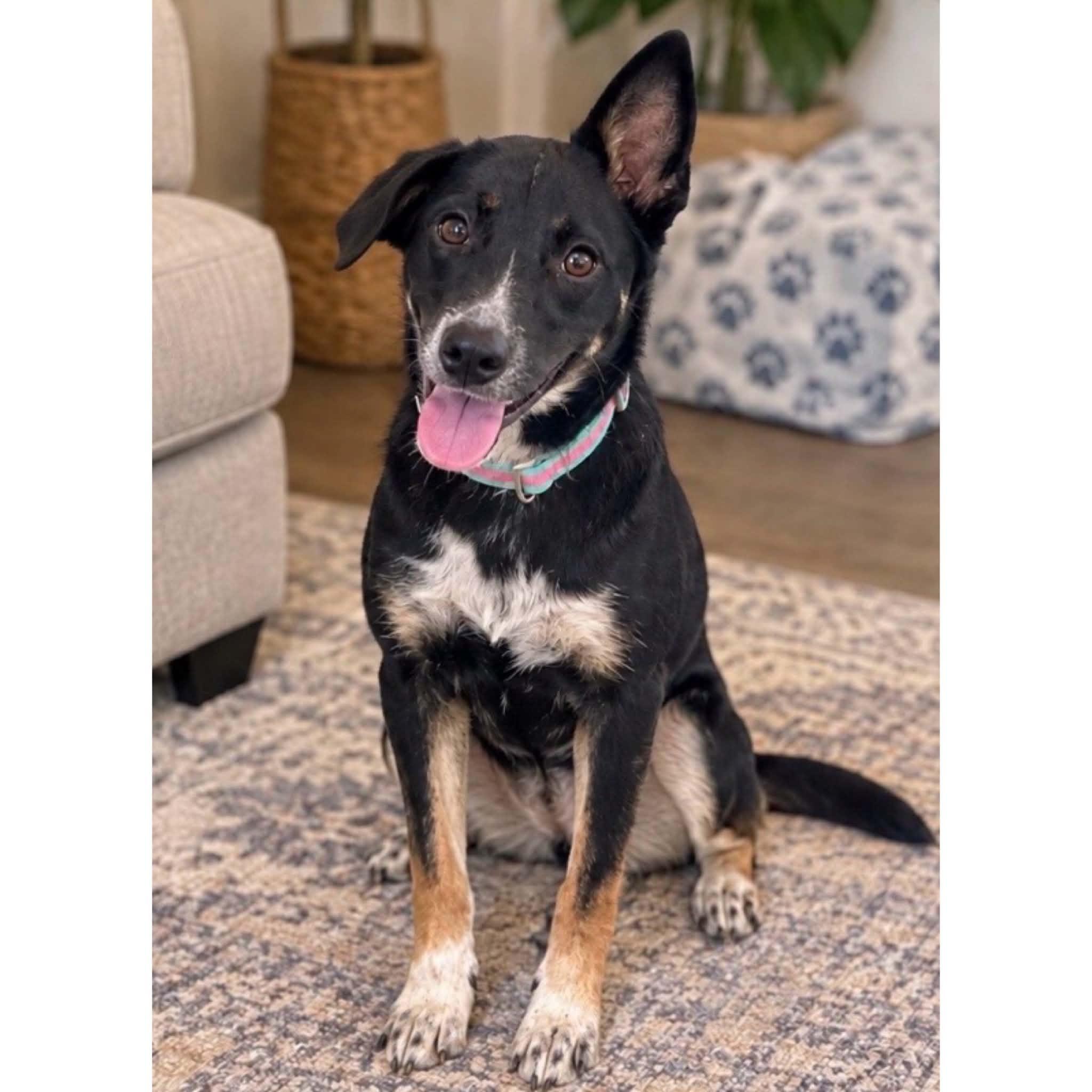 Enlarge Willow, a Adoptable mixed breed in Boulder, CO image 4/4