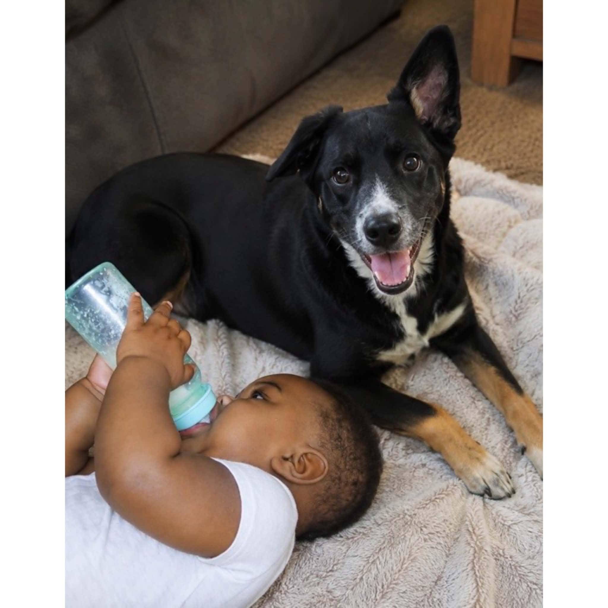 Enlarge Willow, a Adoptable mixed breed in Boulder, CO image 2/4