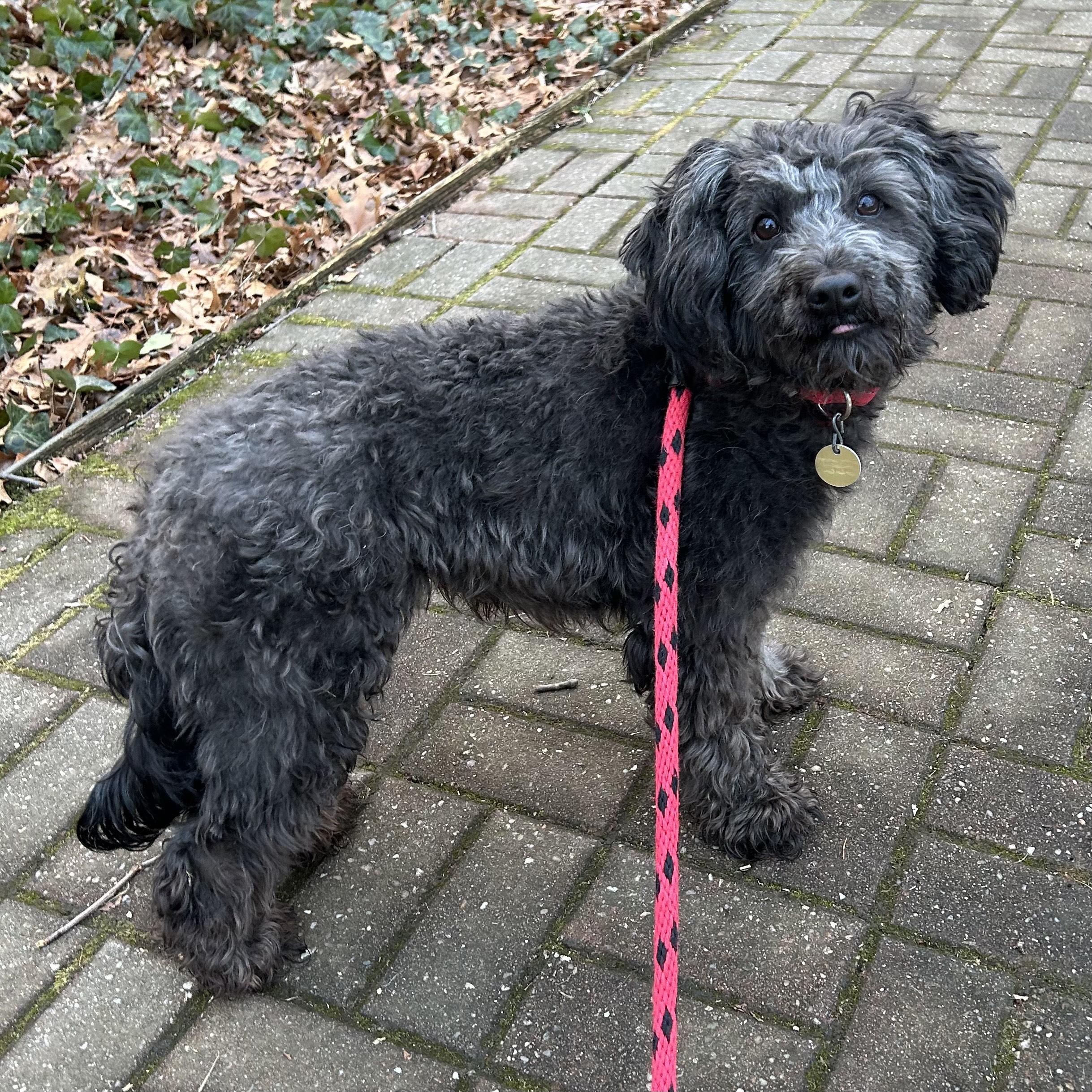 Pierre, adopted, Adult Male Poodle.