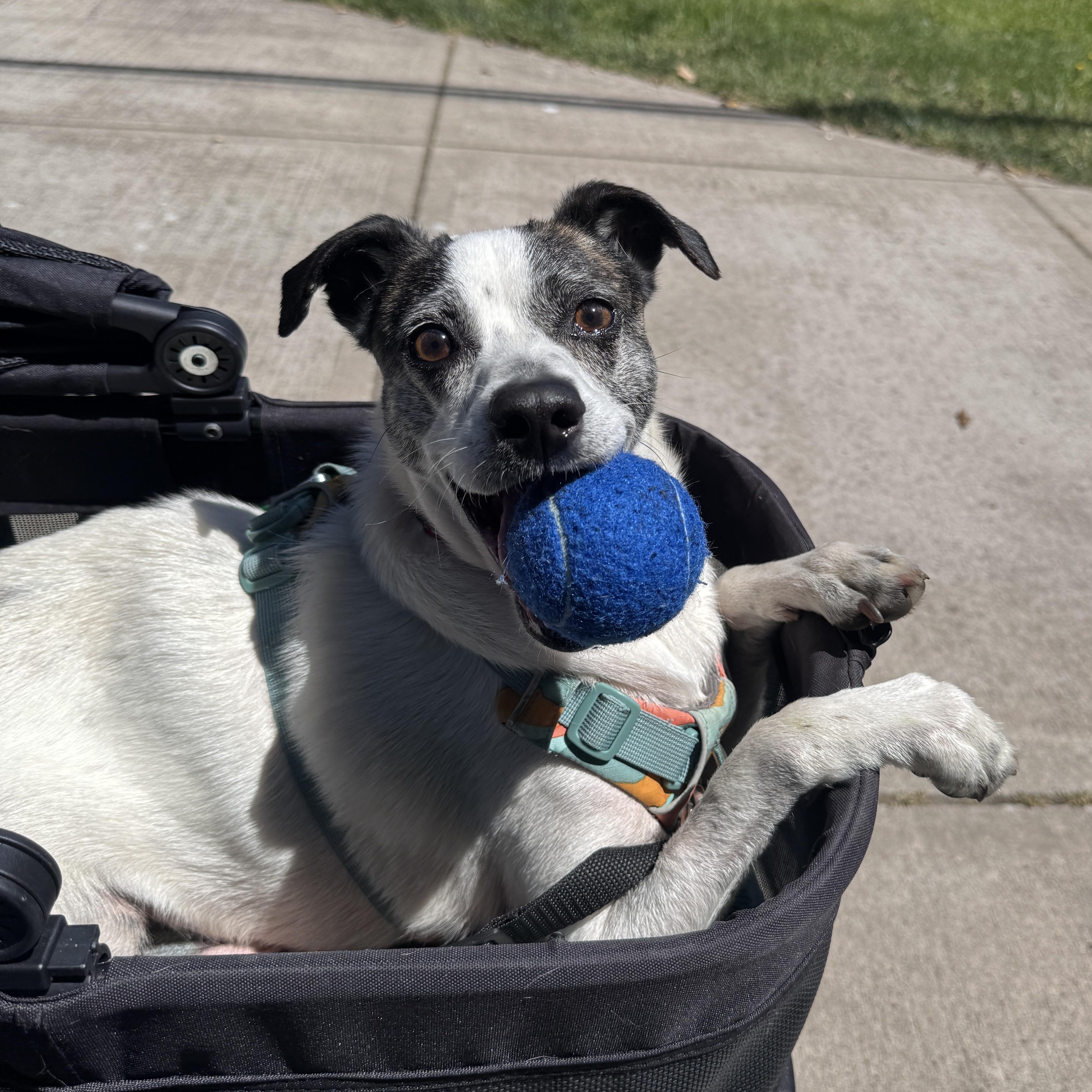 Enlarge Jasmine, a Adoptable mixed breed in Lake Oswego, OR image 2/6