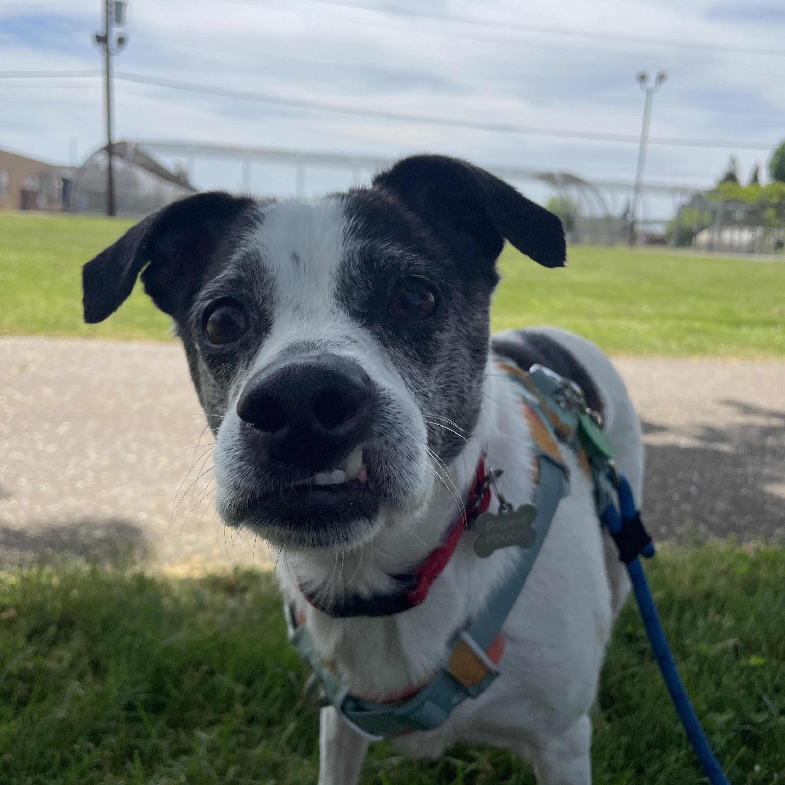 Enlarge Jasmine, a Adoptable mixed breed in Lake Oswego, OR image 3/6
