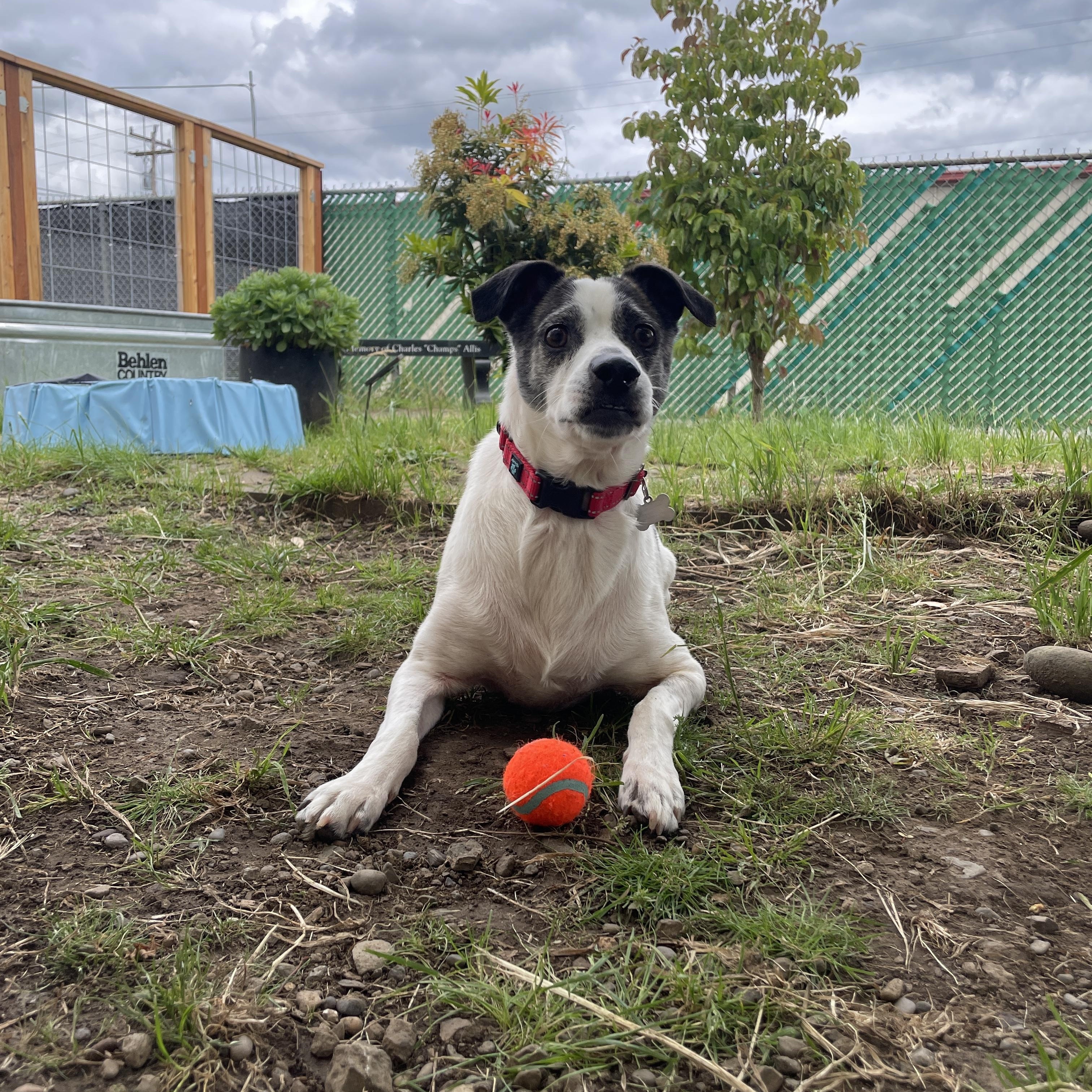 Enlarge Jasmine, a Adoptable mixed breed in Lake Oswego, OR image 6/6