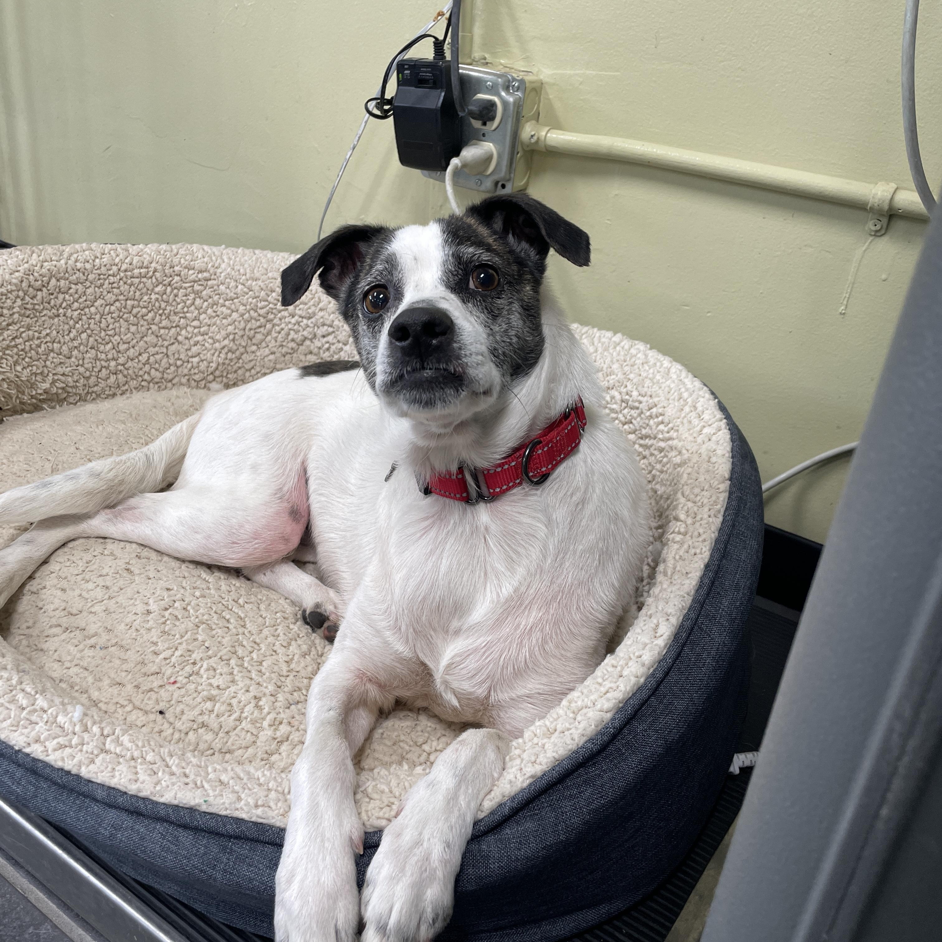 Enlarge Jasmine, a Adoptable mixed breed in Lake Oswego, OR image 5/6