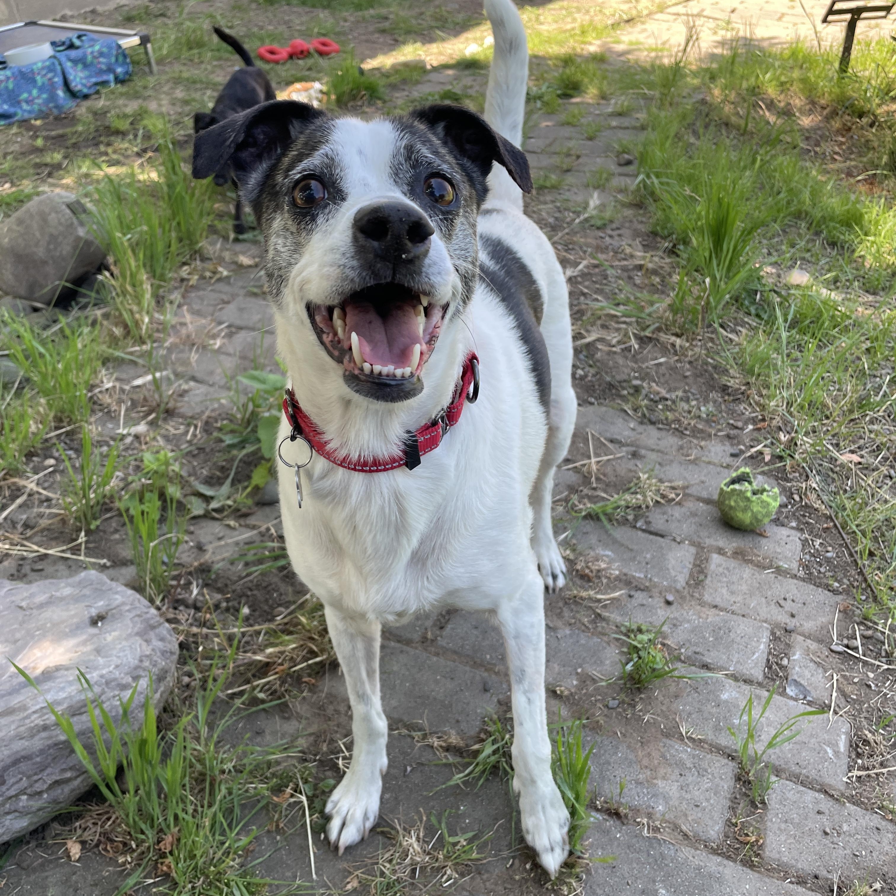 Jasmine, Adoptable, Adult Female Jack Russell Terrier & Terrier.