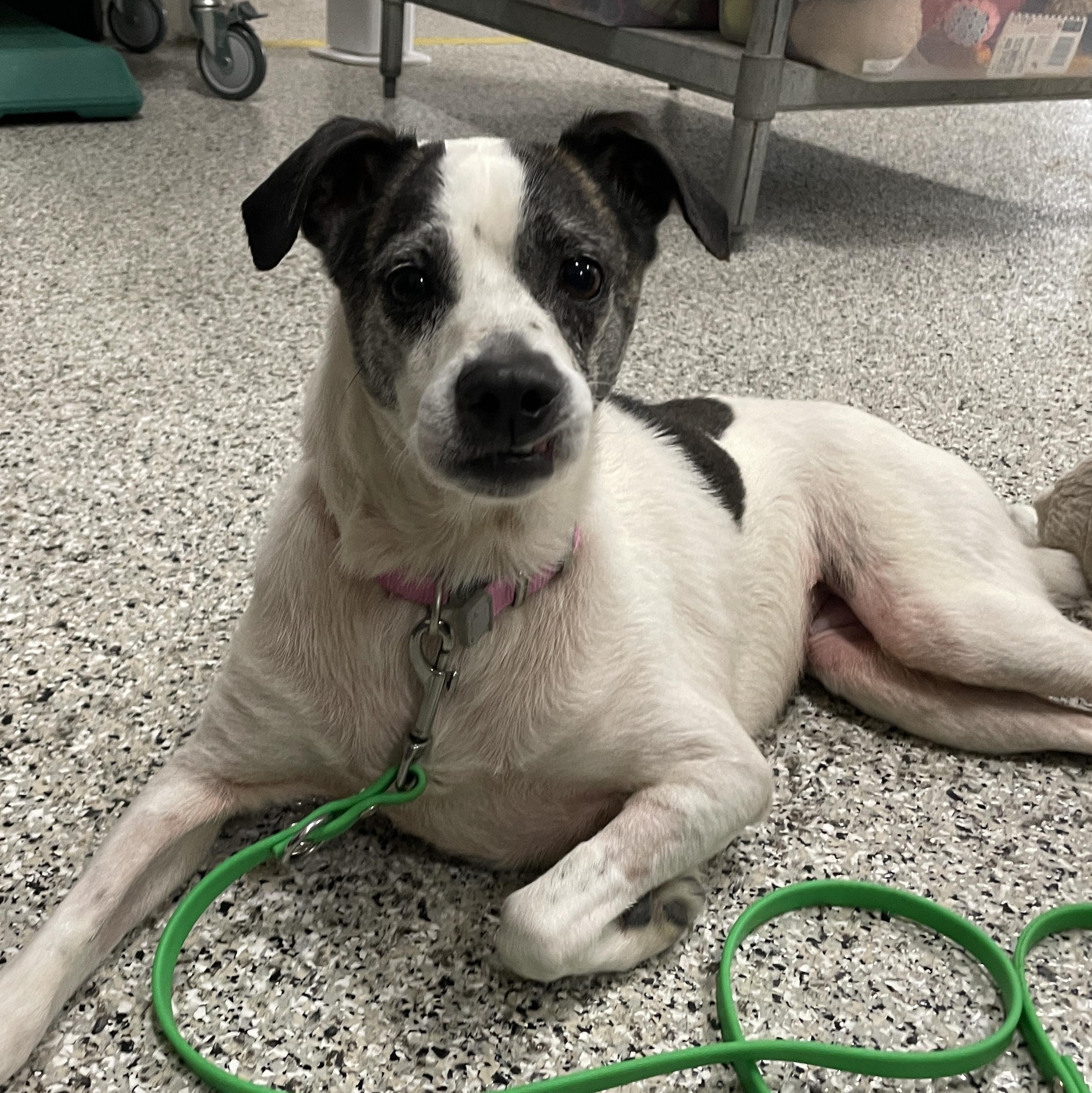 Enlarge Jasmine, a Adoptable mixed breed in Lake Oswego, OR image 4/6