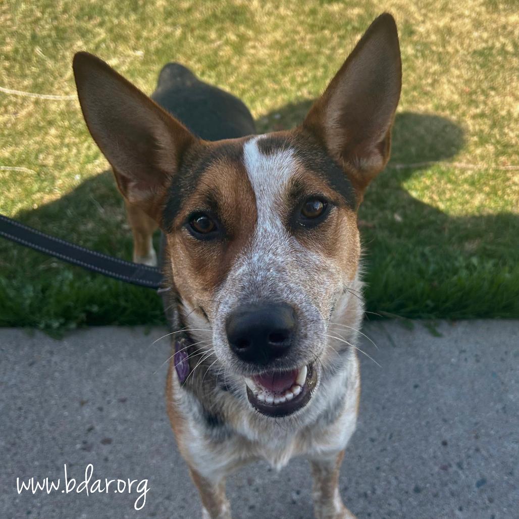 Grits, Adoptable, Young Female Australian Shepherd & Cattle Dog.