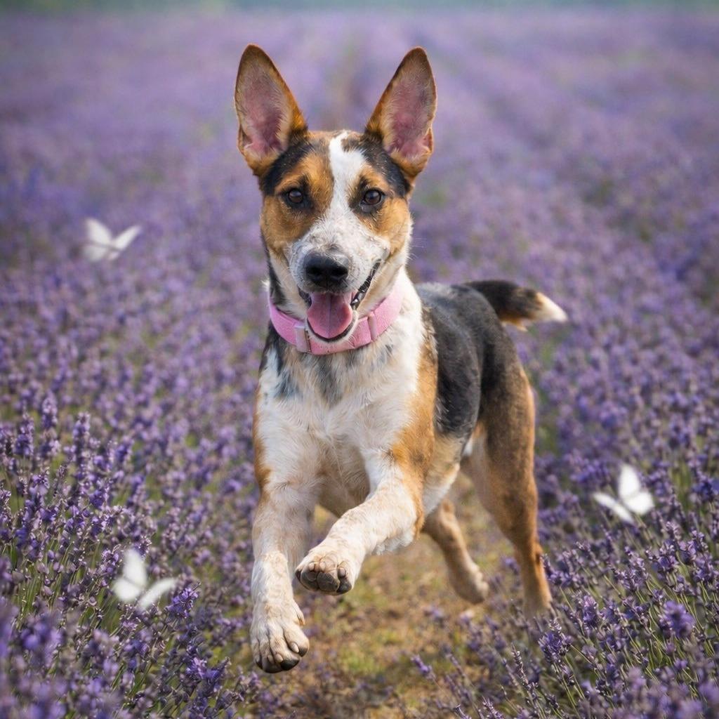 Enlarge Grits, a Adoptable mixed breed in Cheyenne, WY image 2/6