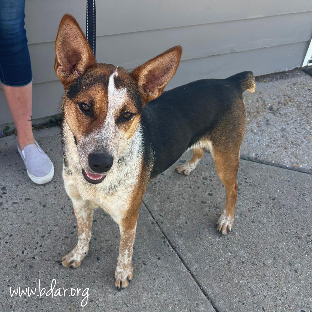 Enlarge Grits, a Adoptable mixed breed in Cheyenne, WY image 3/6