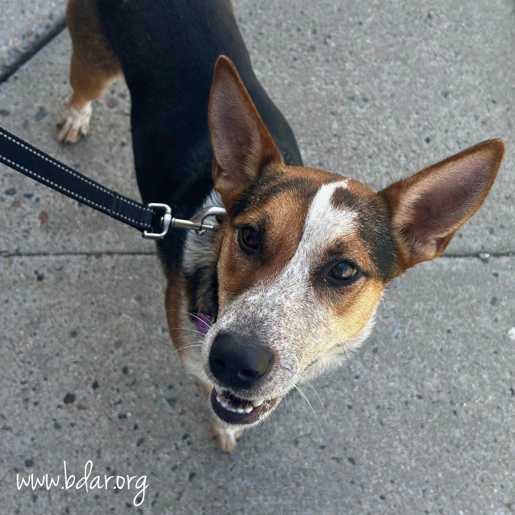 Enlarge Grits, a Adoptable mixed breed in Cheyenne, WY image 4/6