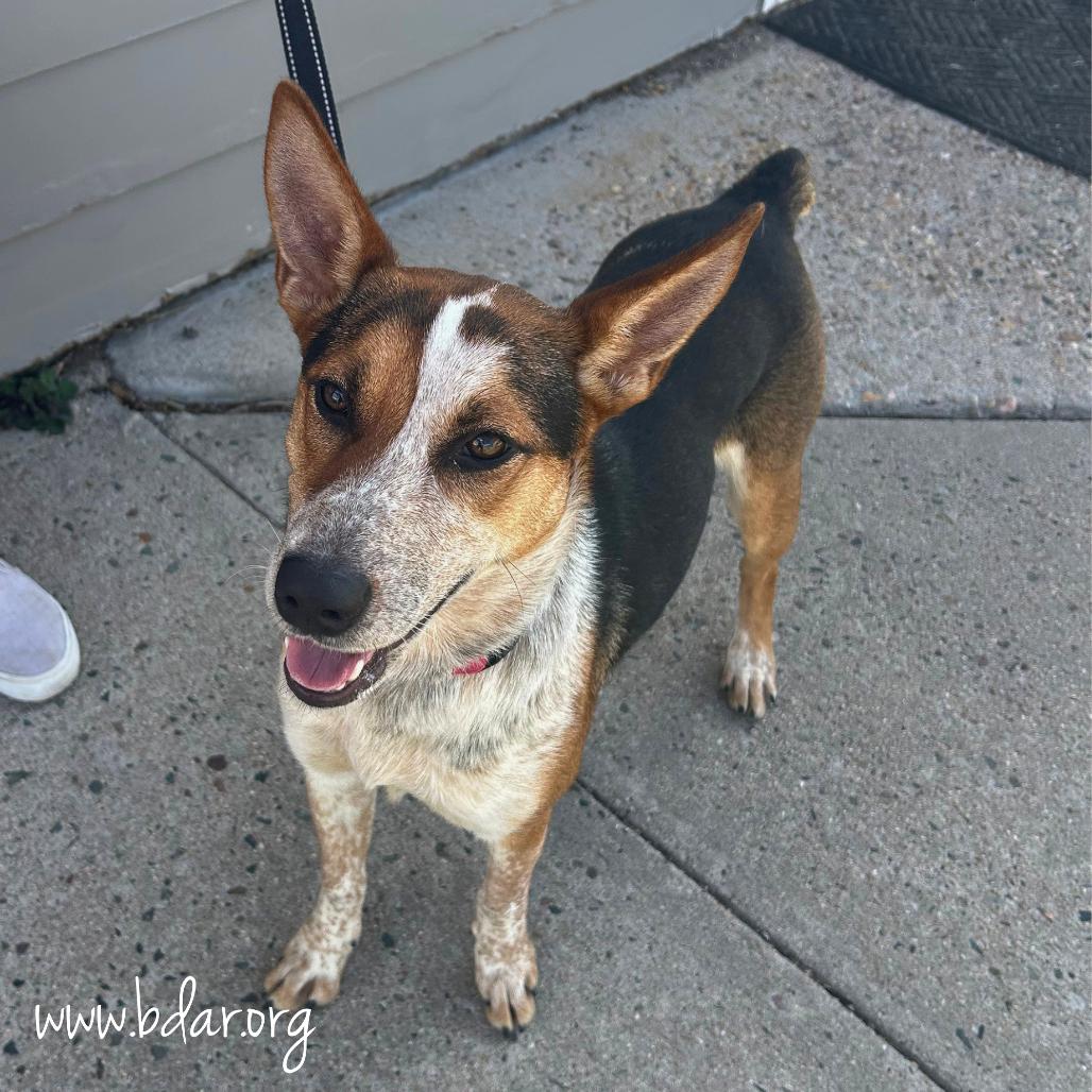 Enlarge Grits, a Adoptable mixed breed in Cheyenne, WY image 5/6