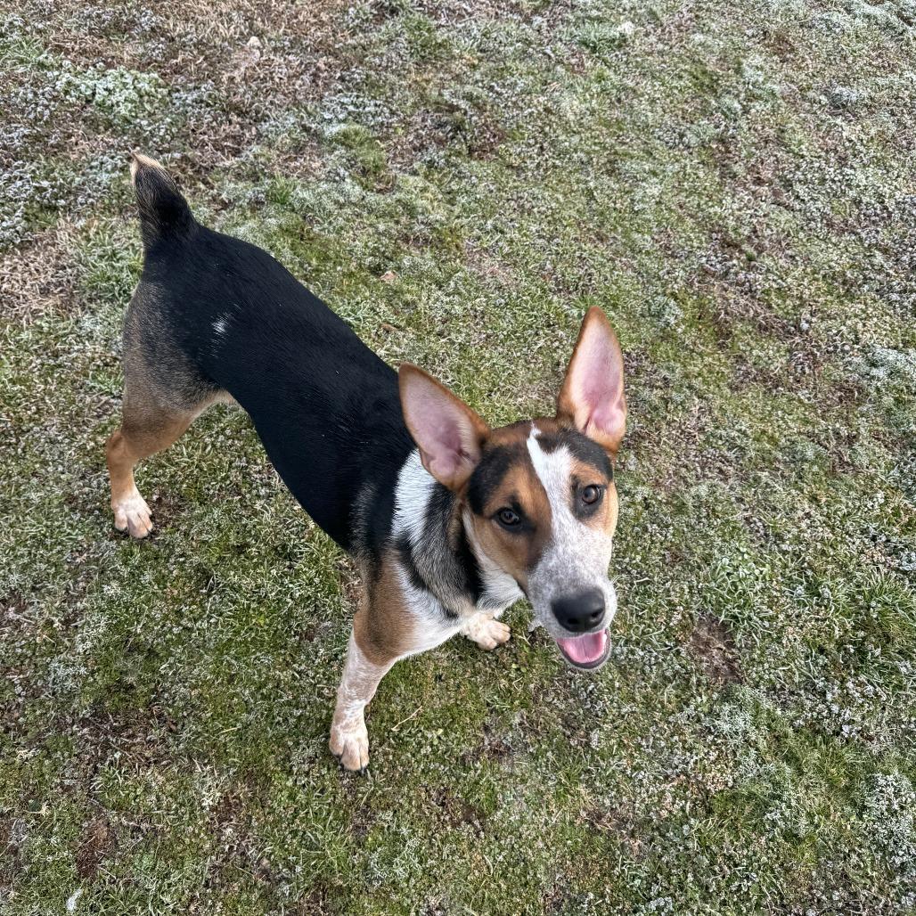 Enlarge Grits, a Adoptable mixed breed in Cheyenne, WY image 6/6