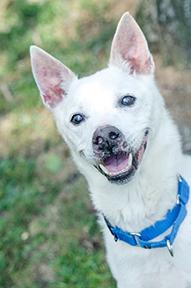 Ozzy — thumbnail 2