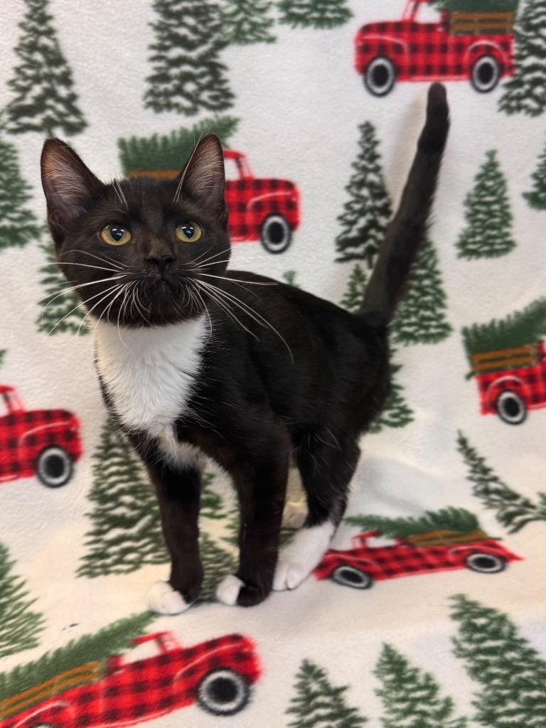 Lars, Adoptable, Kitten Female Domestic Short Hair.