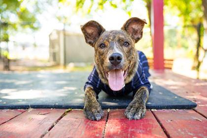 Enlarge Sal Spudder, a Adoptable mixed breed in Carrollton, TX image 1/3