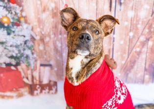 Enlarge Sal Spudder, a Adoptable mixed breed in Carrollton, TX image 2/3