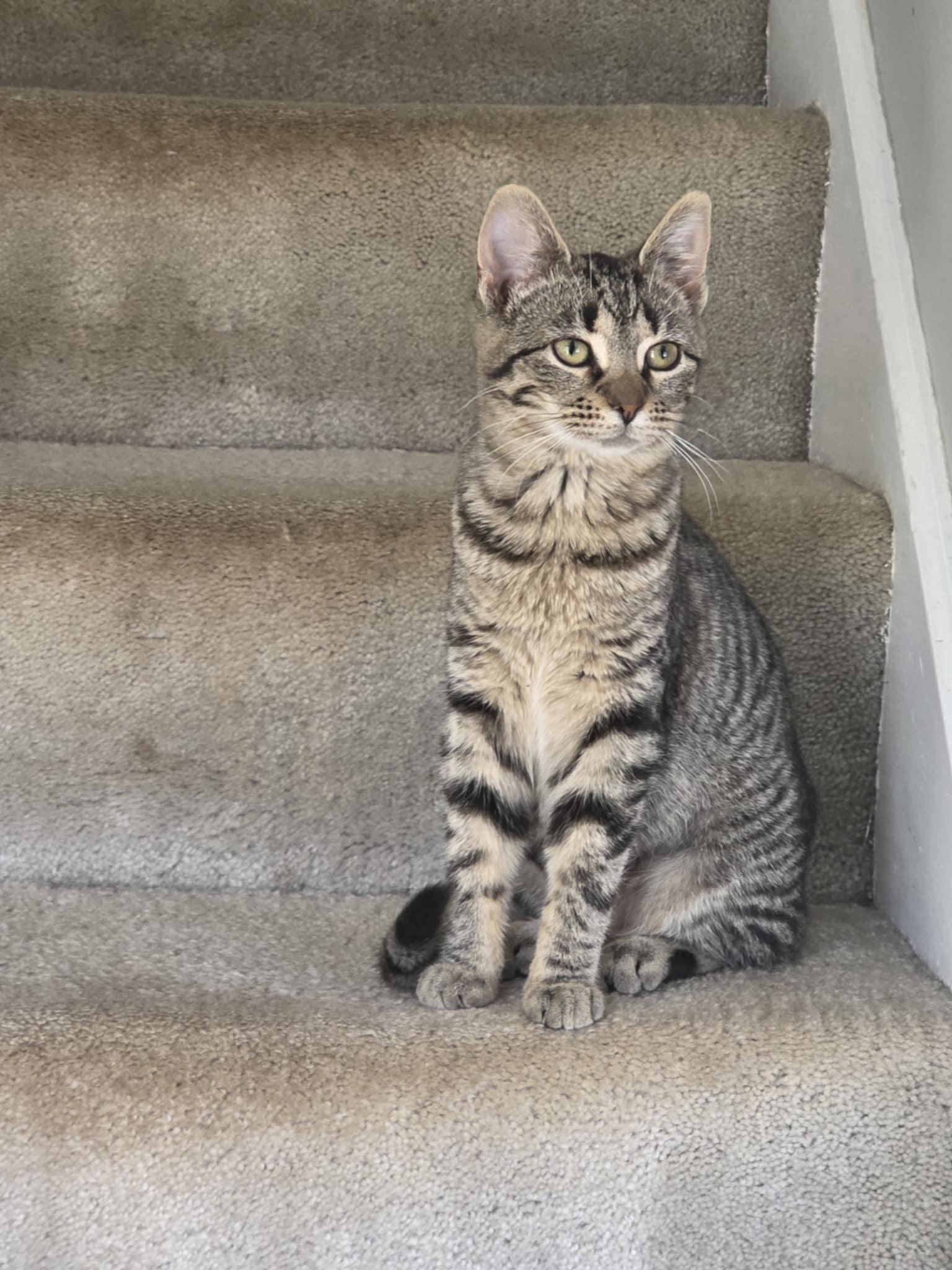 Enlarge Moxie, a ADOPTABLE Tabby in East Lansing, MI image 3/3