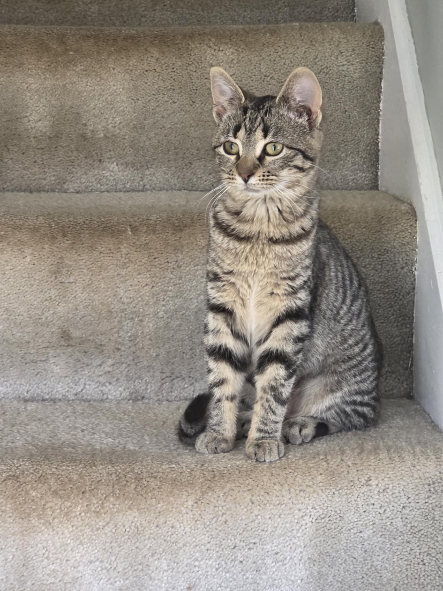 Enlarge Moxie, a ADOPTABLE Tabby in East Lansing, MI image 2/3