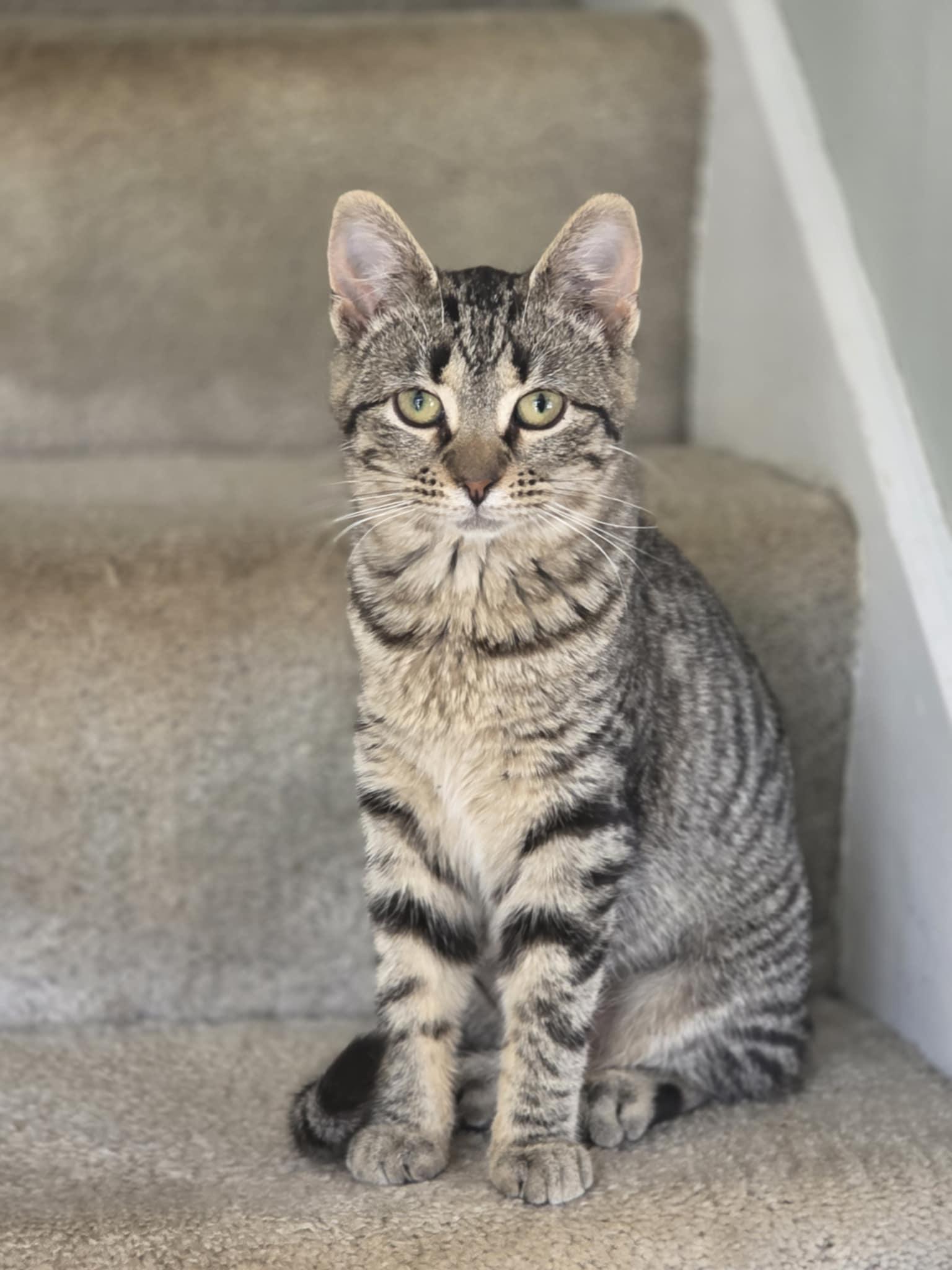 Enlarge Moxie, a ADOPTABLE Tabby in East Lansing, MI image 1/3