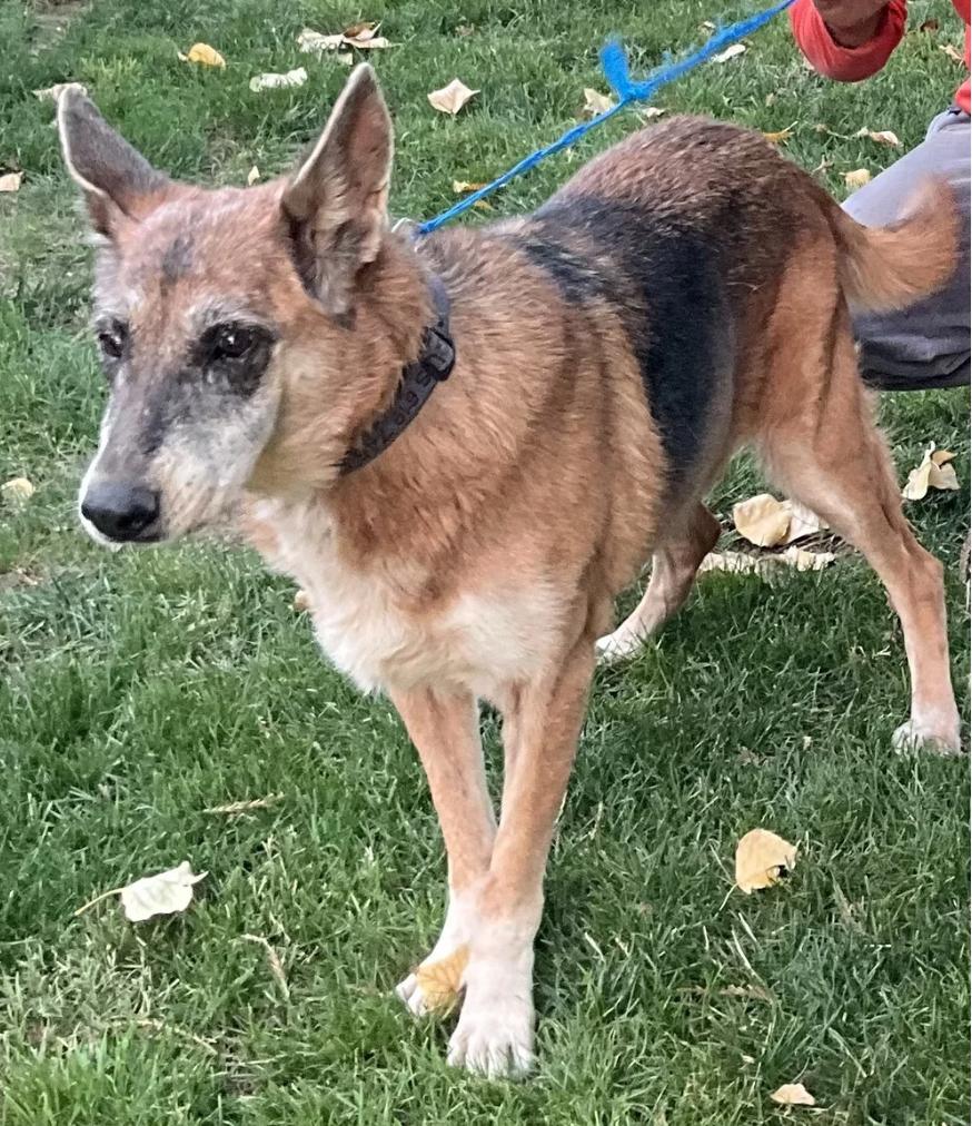 Enlarge Chi Chi, a Adoptable German Shepherd Dog in Davis, CA image 2/2